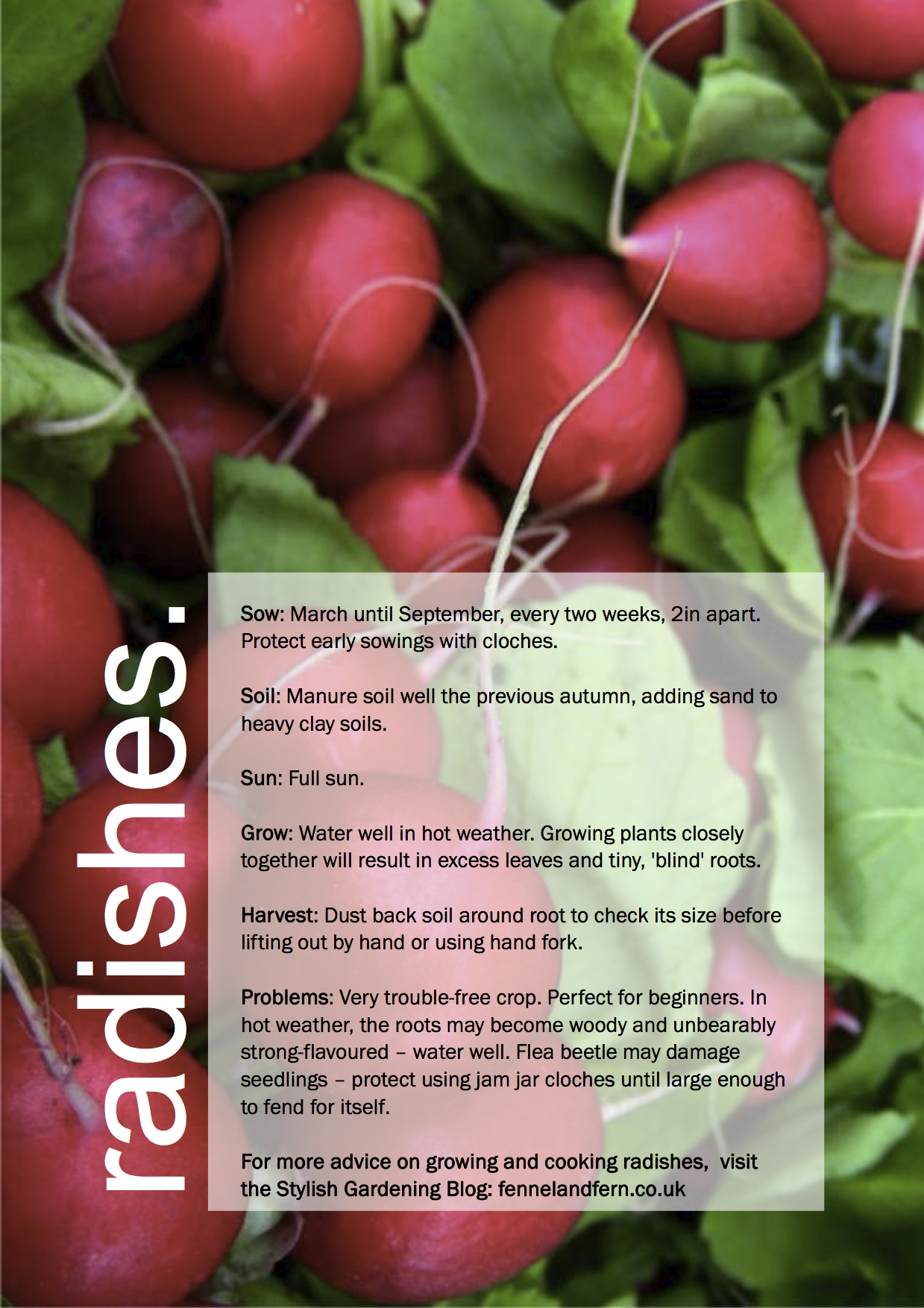 radishes