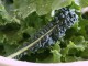 kale