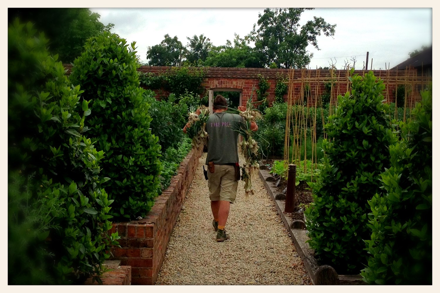 In_the_garden