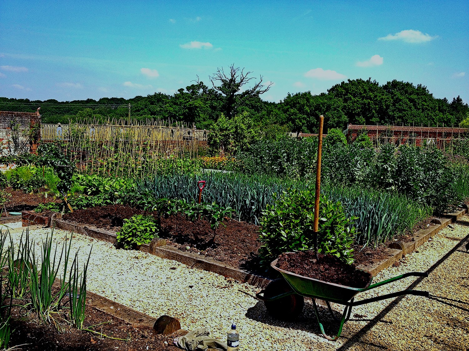 Kitchen_Garden (2)