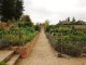 Kitchen_Garden (5)