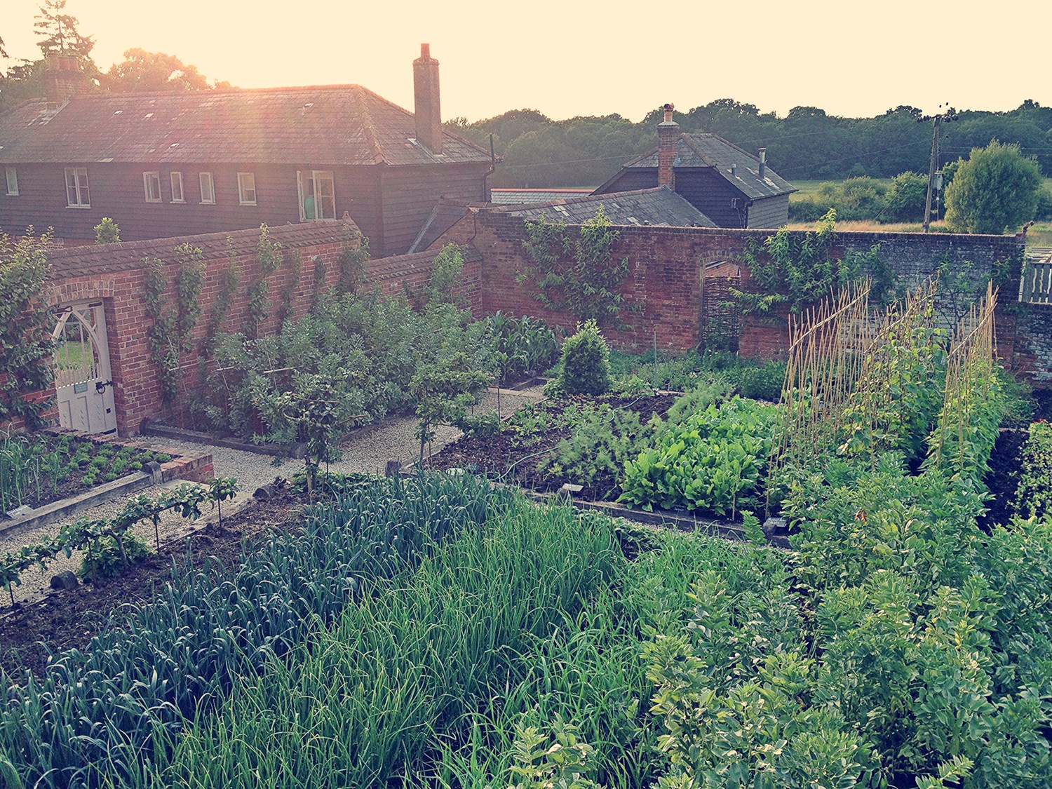 Kitchen_Garden_at_Sunset