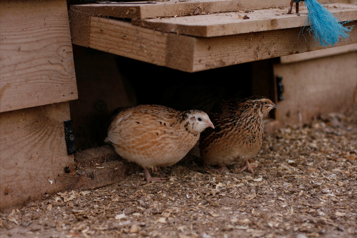 Our_Quails