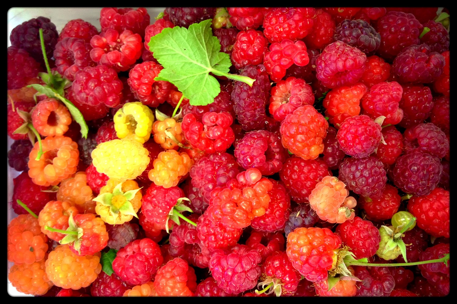 Raspberries