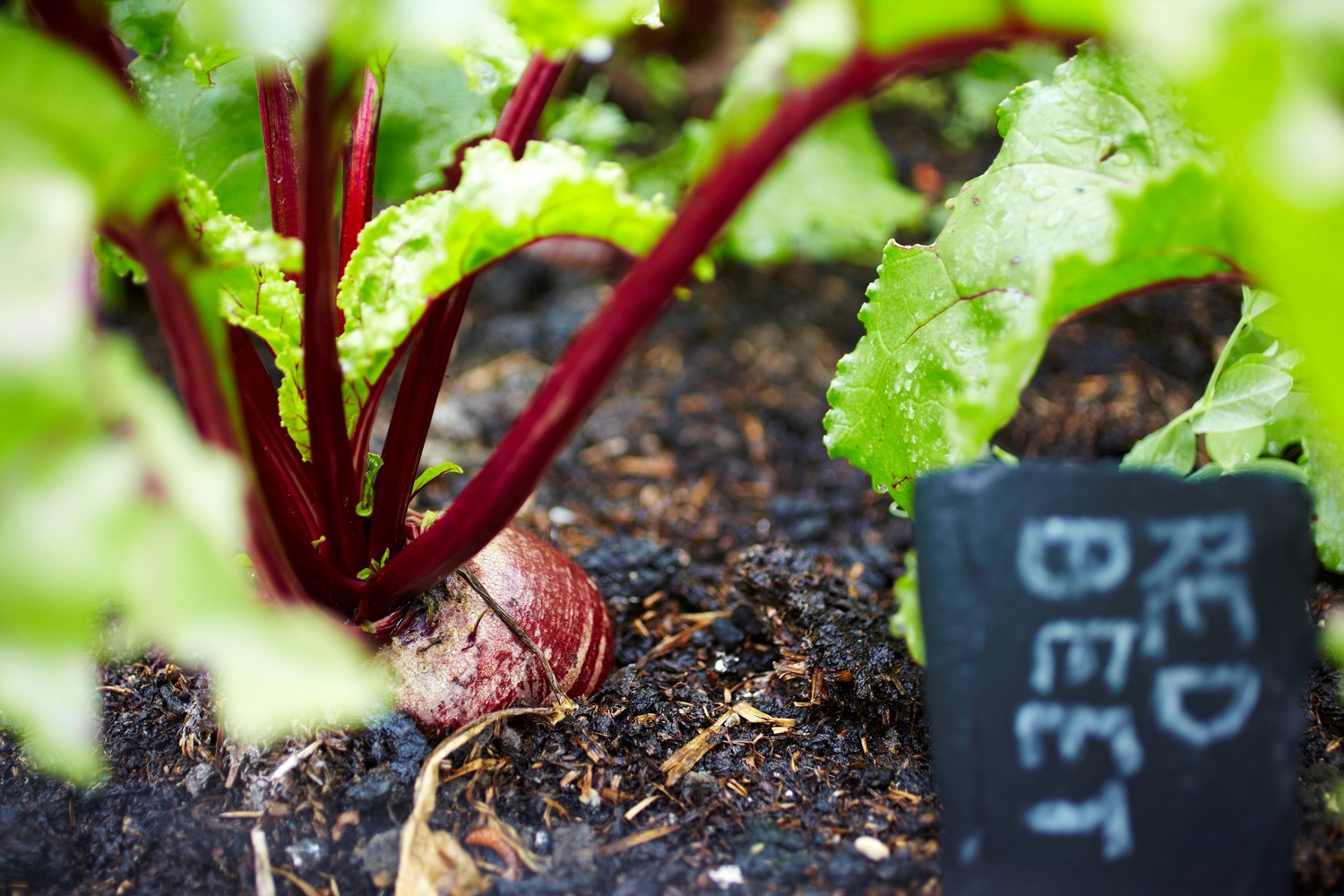 Red_Beet