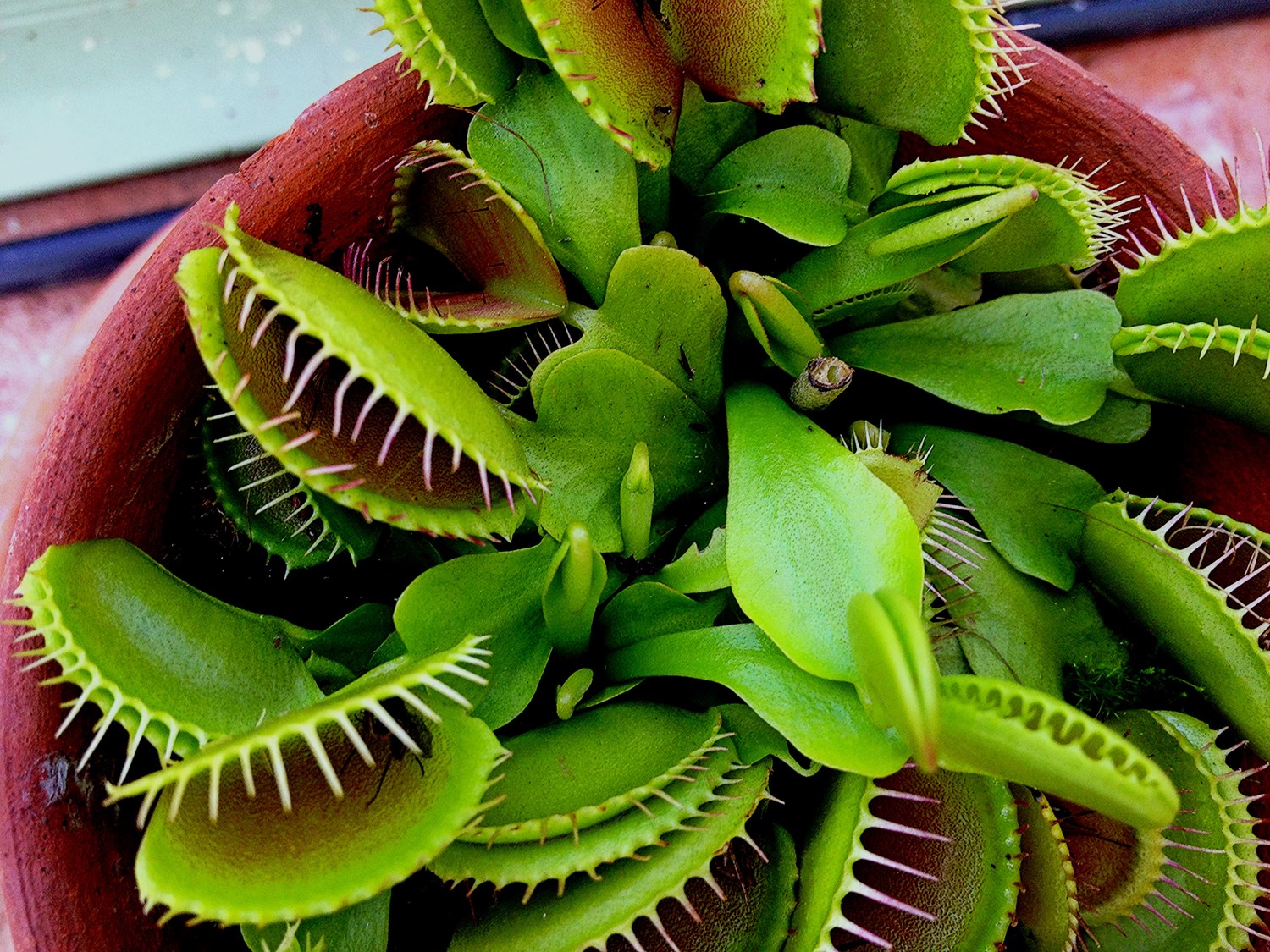 Venus_Flytraps
