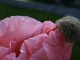_MG_0623