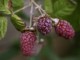 loganberries