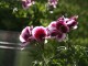 pink geranium