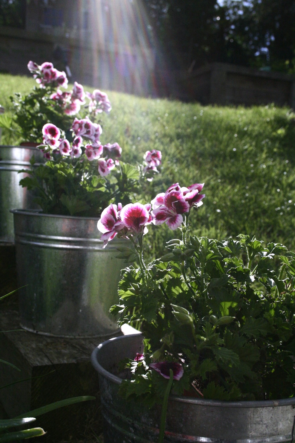 pink geranium