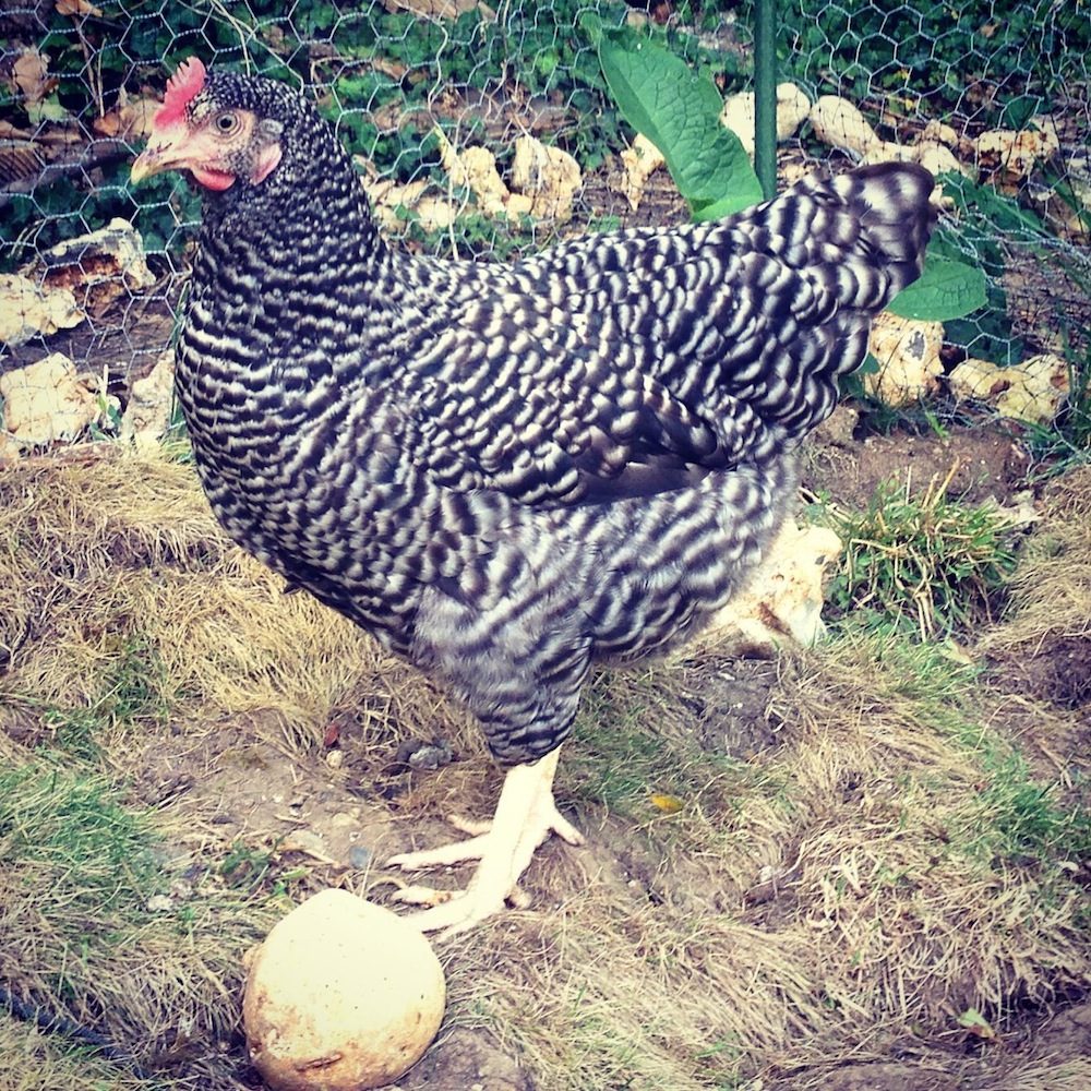 speckled star chicken