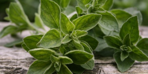 oregano olive oil