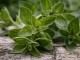 oregano olive oil