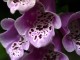 foxglove dalmation rose