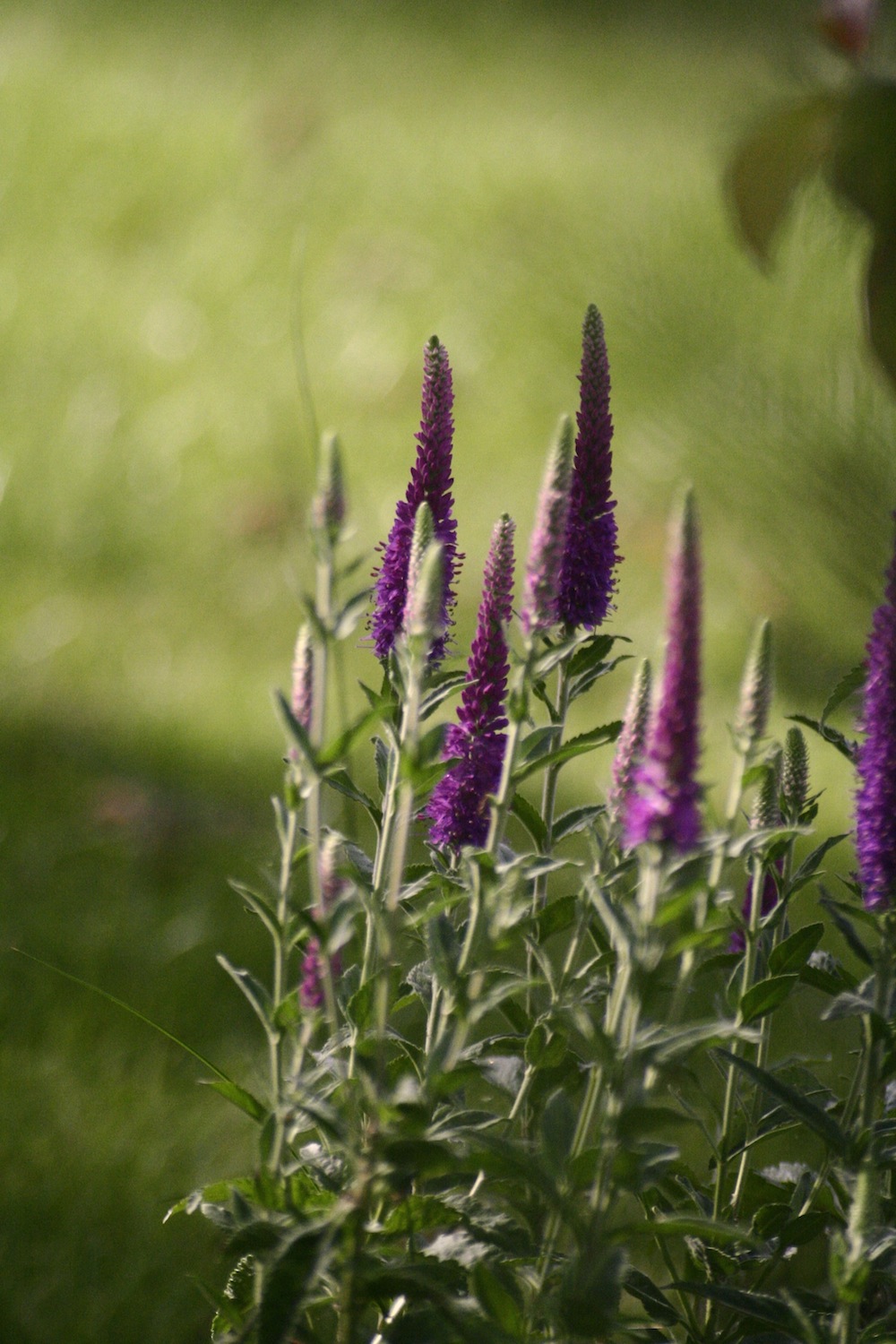 veronica flowers