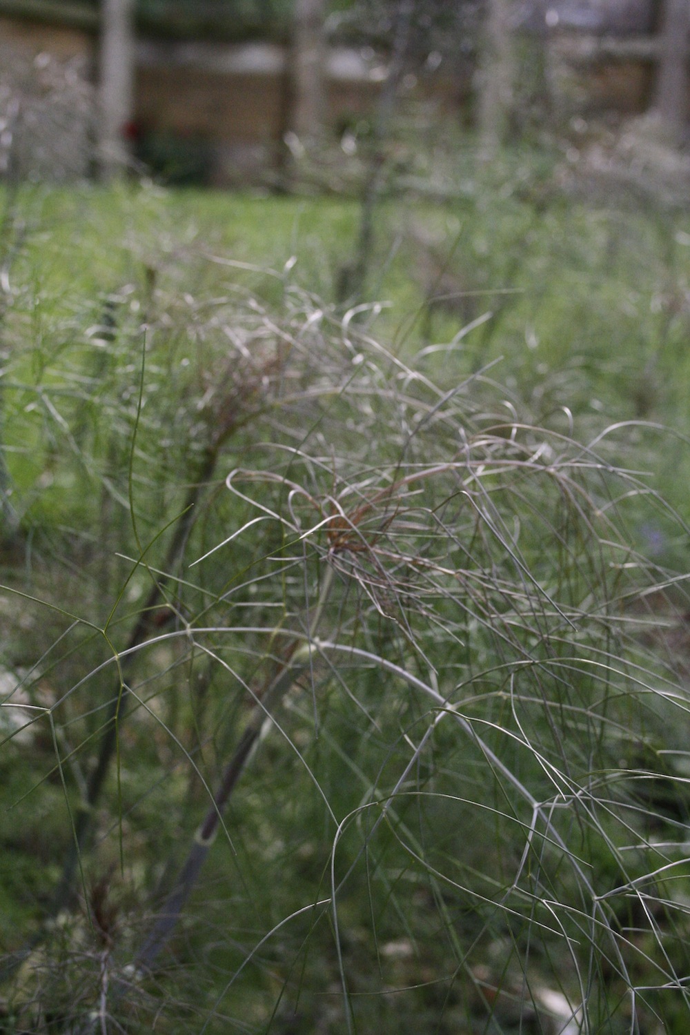 bronze fennel