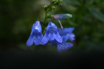 Penstemon 'Electric Blue'