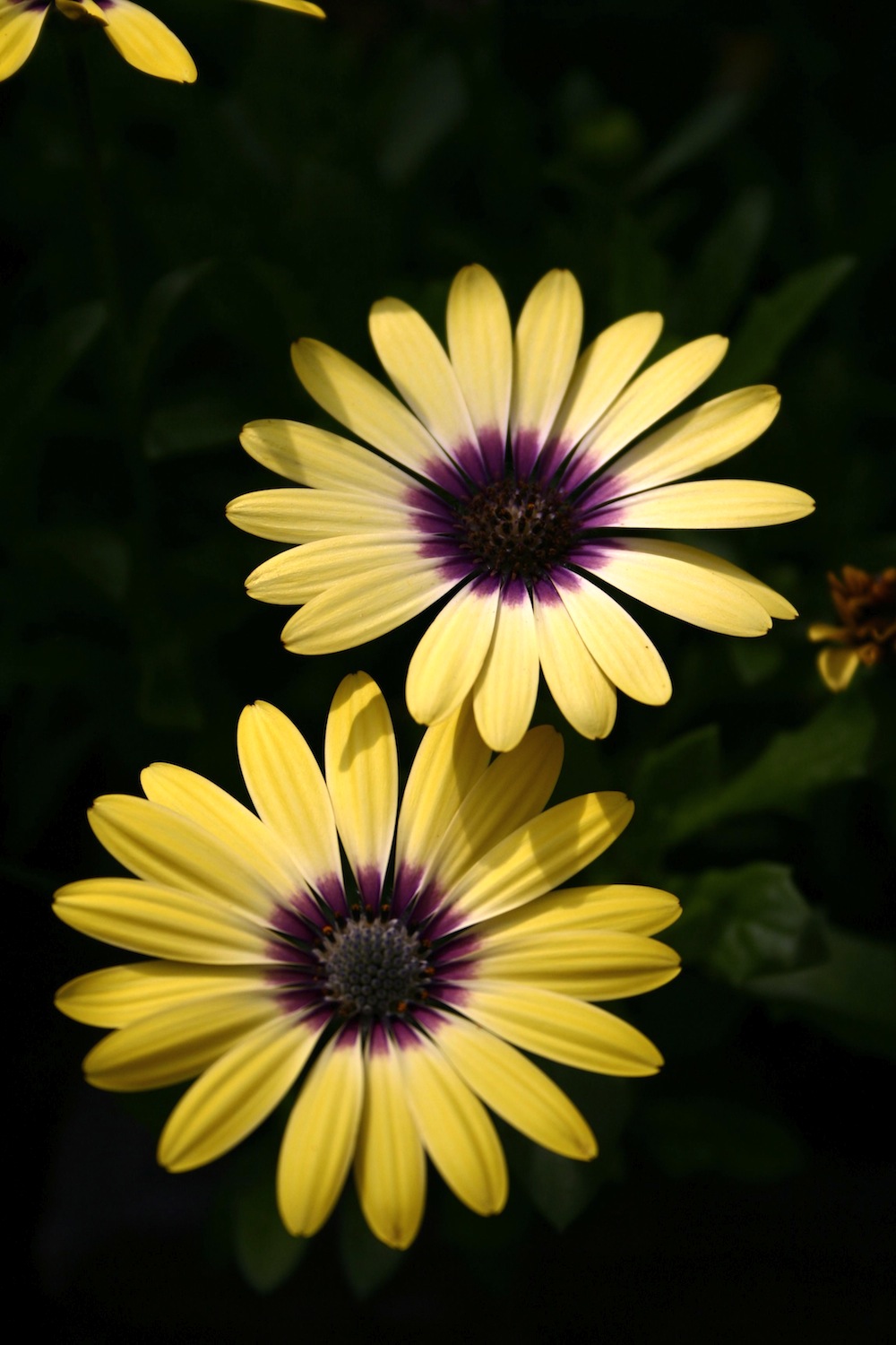Osteospermum 'Serenity Blue Eyed Beauty'