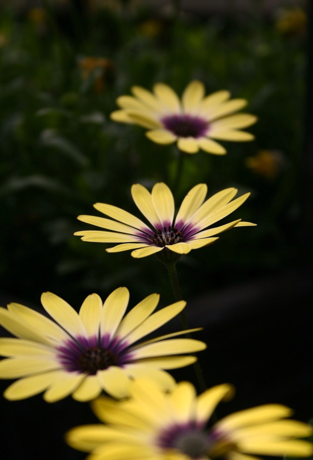 Osteospermum 'Serenity Blue Eyed Beauty'