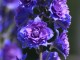 delphinium
