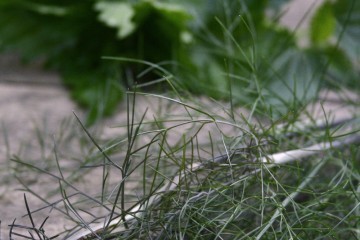 fennel and nettle tea