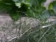 fennel and nettle tea