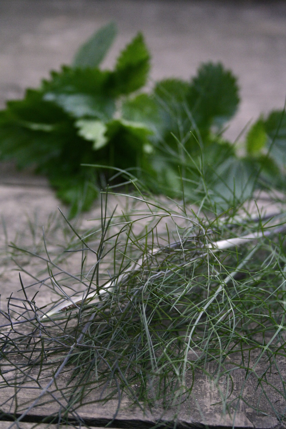 fennel and nettle tea
