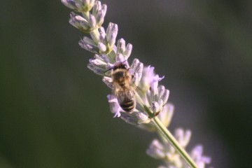 A gorgeous thick bed of lavender attracts many bees.