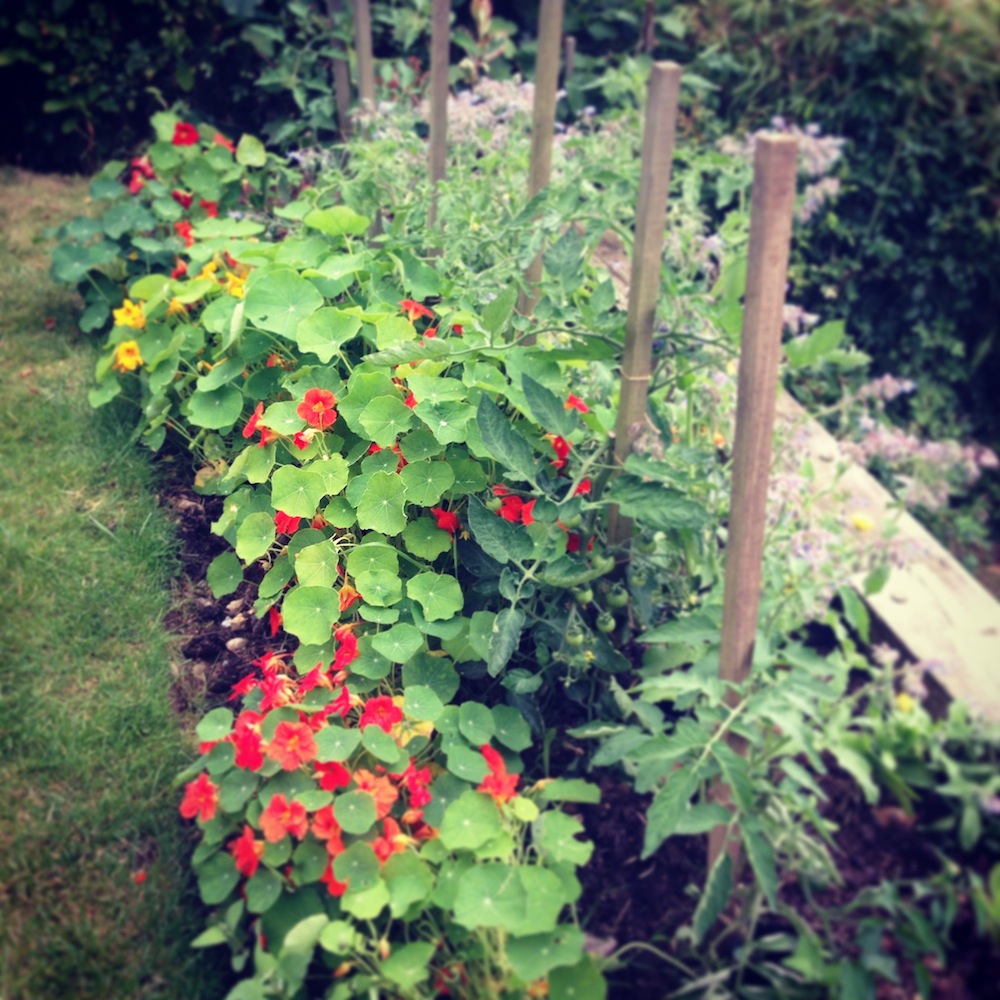 companion planting with tomatoes