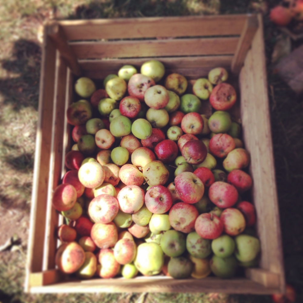 apples