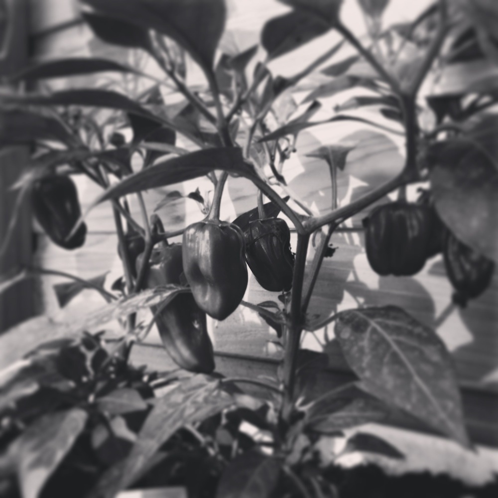 chillies