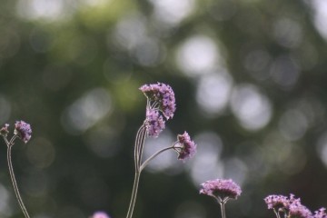 verbena bonariensis