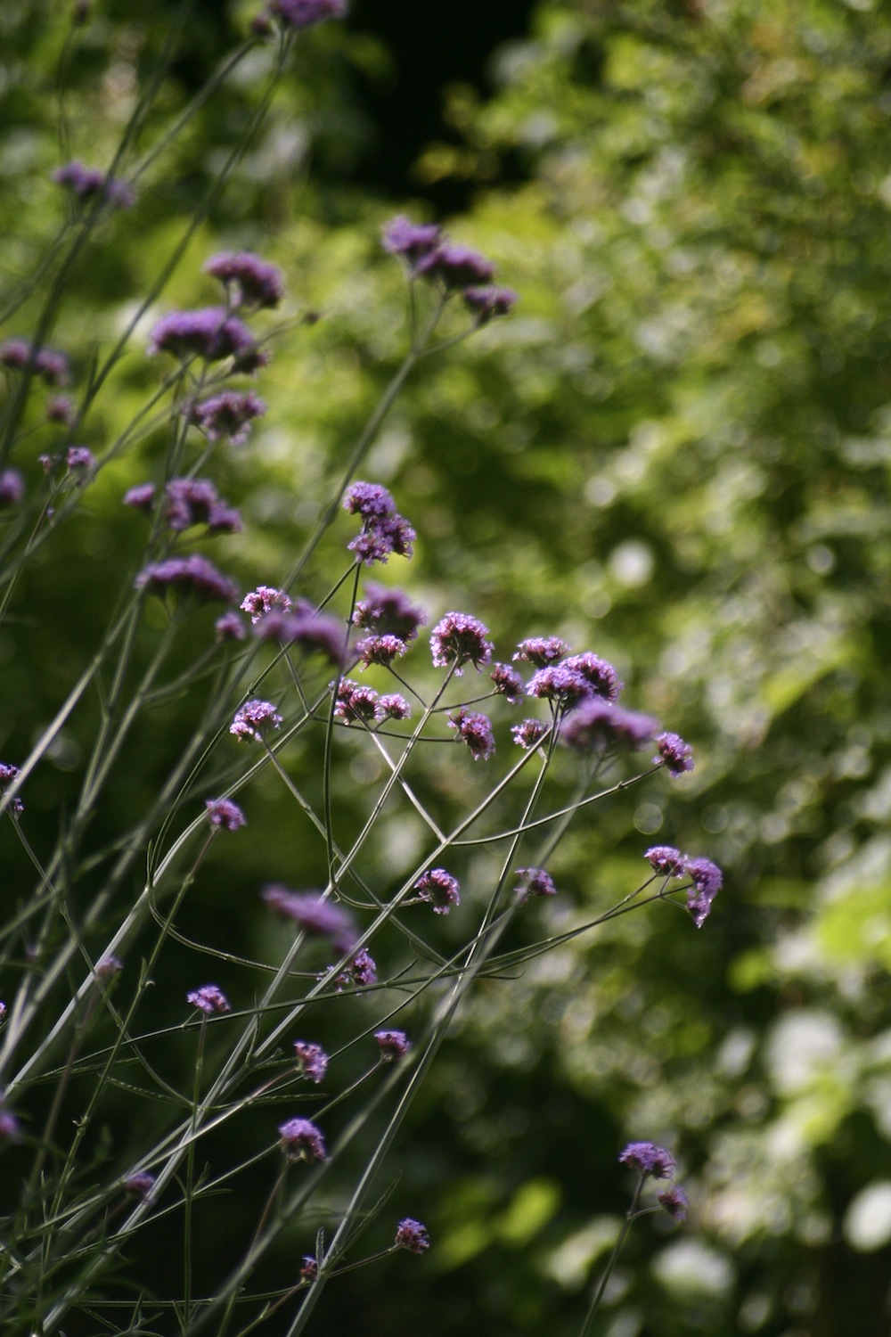 verbena bonariensis
