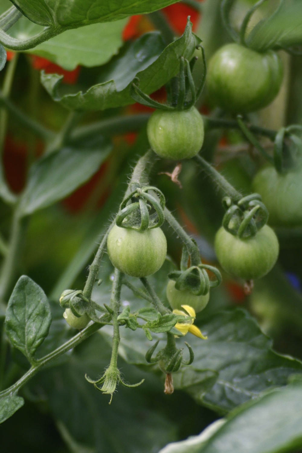 companion planting with tomatoes