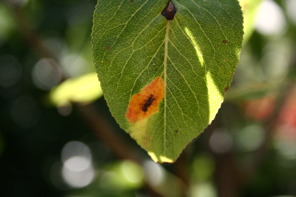 orange leaf spot on pear