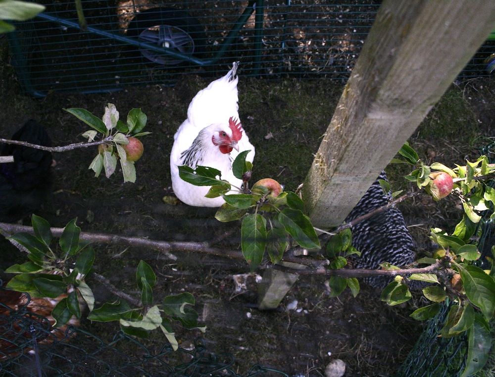 apples in hen garden