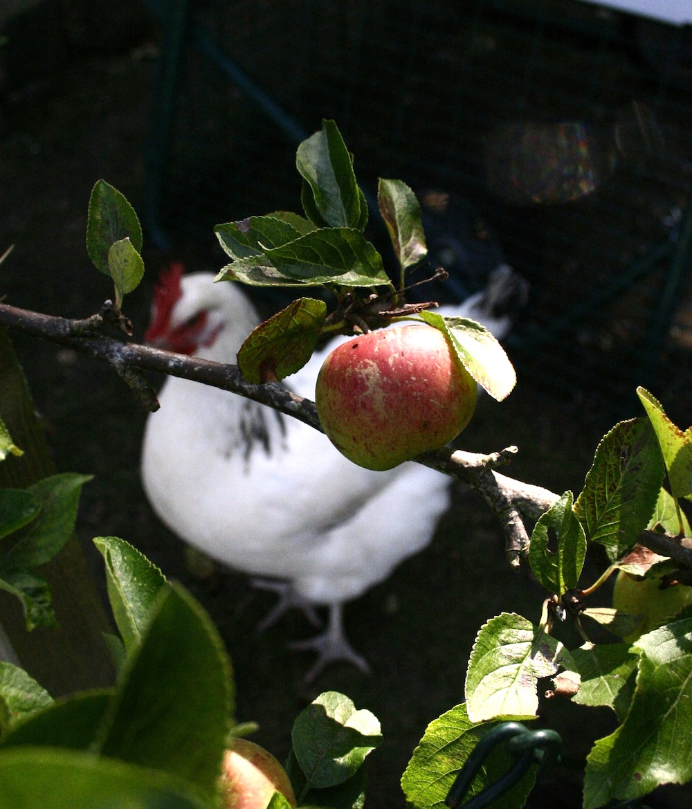 apples in hen garden