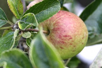 ellison's orange apples