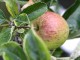ellison's orange apples