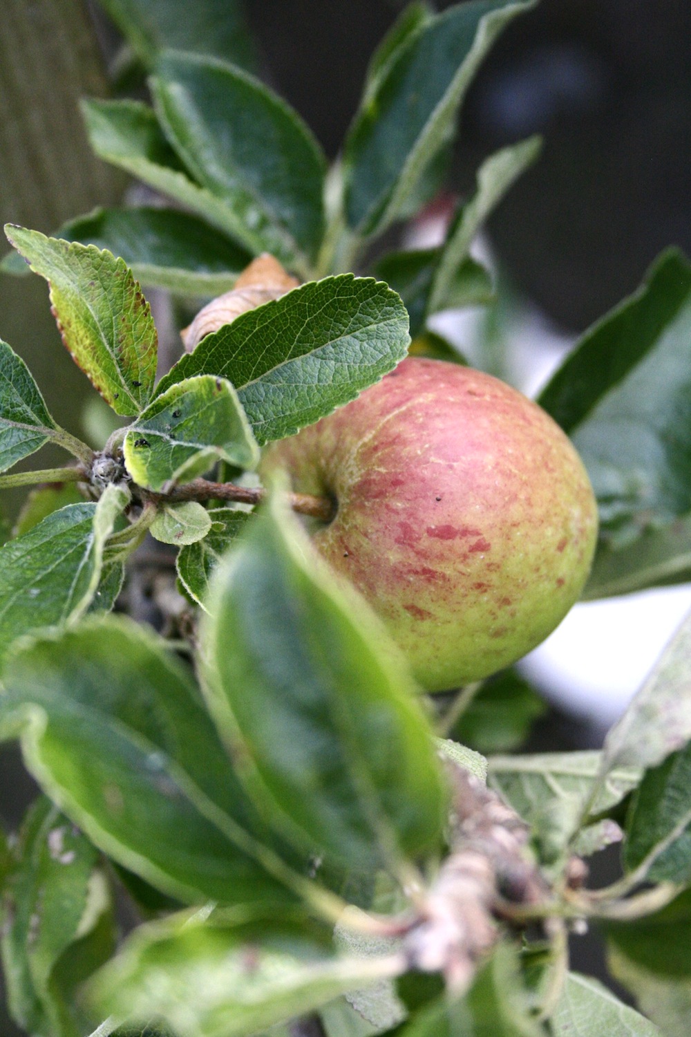 ellison's orange apples