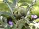 growing artichokes