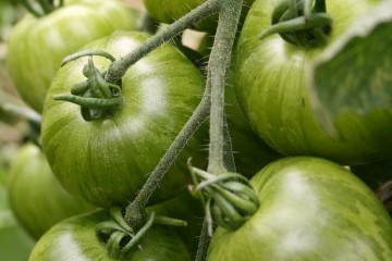 green unripe tomatoes