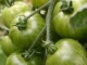green unripe tomatoes