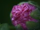 pink alcea bud