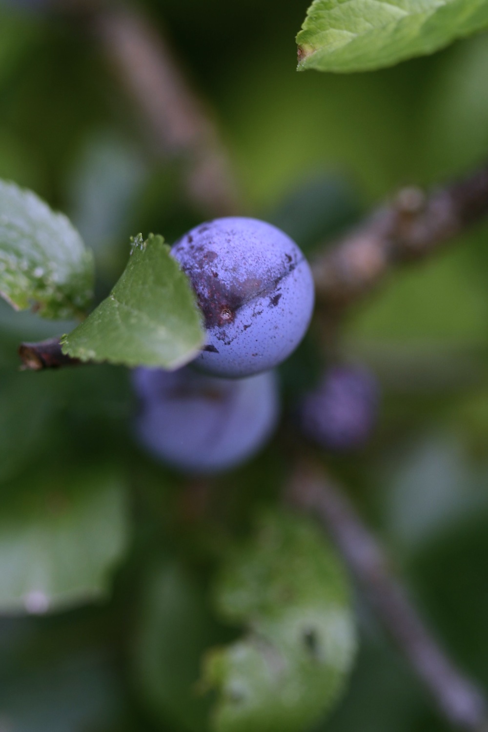 sloe