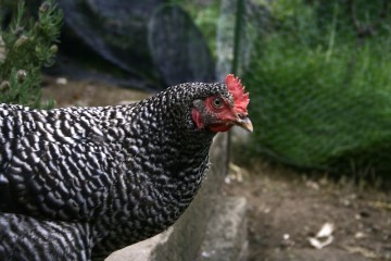speckled star hen