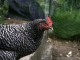speckled star hen