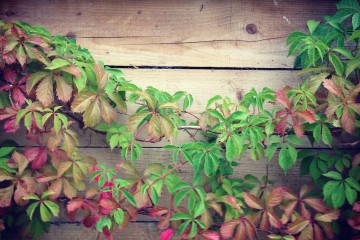 parthenocissus quinquefolia
