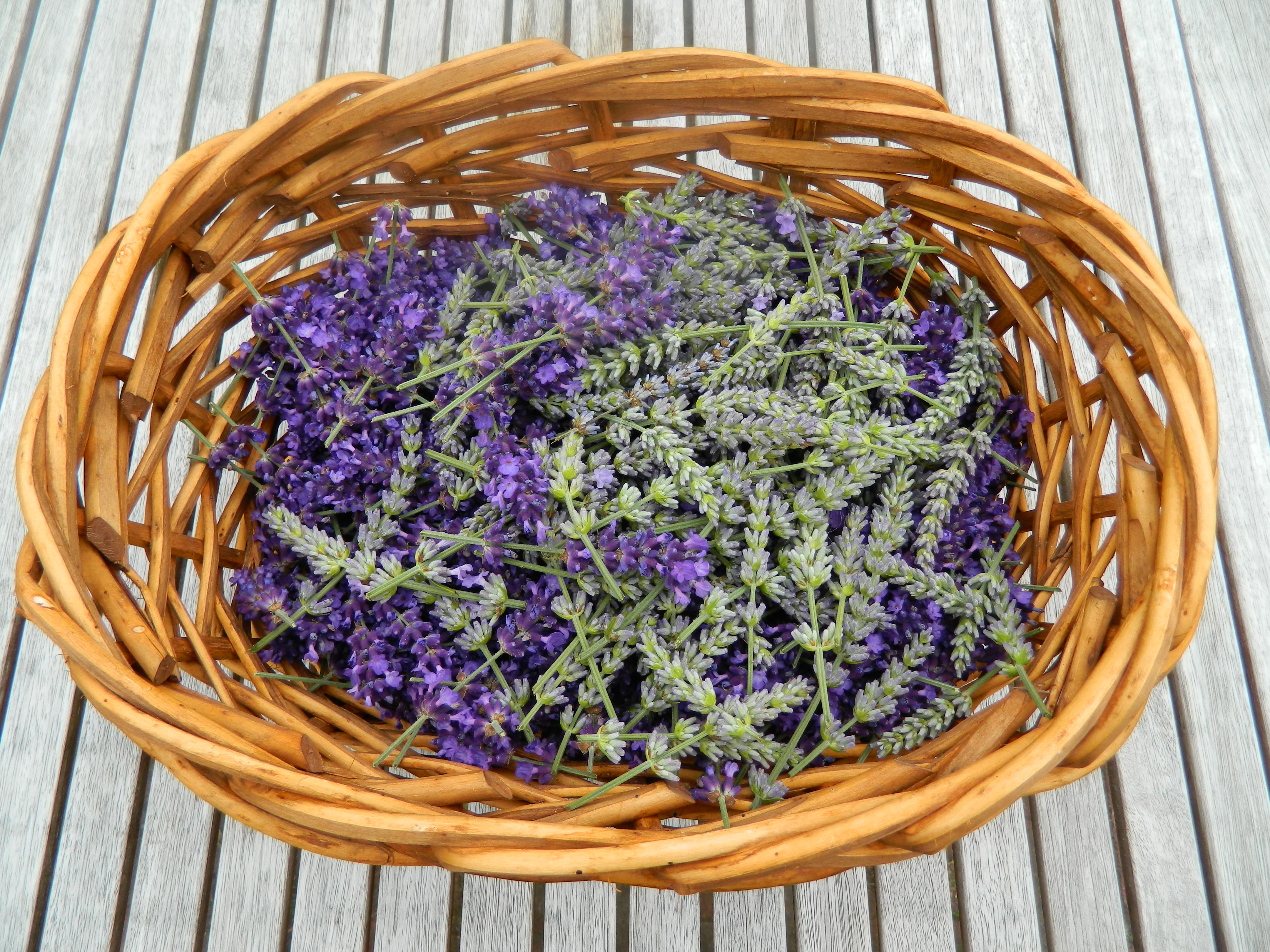 LAVENDER-Basket-of-lavender
