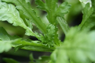 chrysanthemum greens